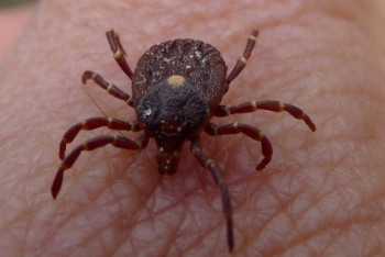 Более 600 человек стали жертвами укусов клещей в ВКО 