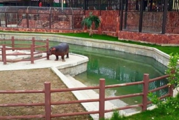 Бегемотам Турсынбеку и Глории увеличили жилплощадь в ЮКО