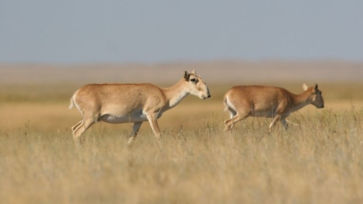 Из открытых источников 