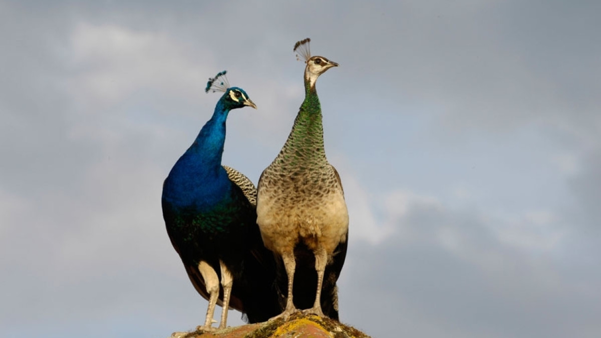 Из открытых источников 