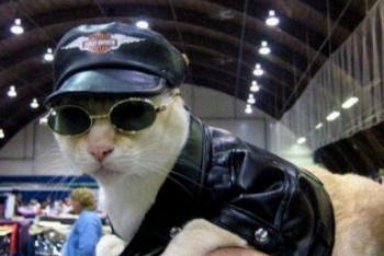 Павлодарские полицейские взяли на работу кота