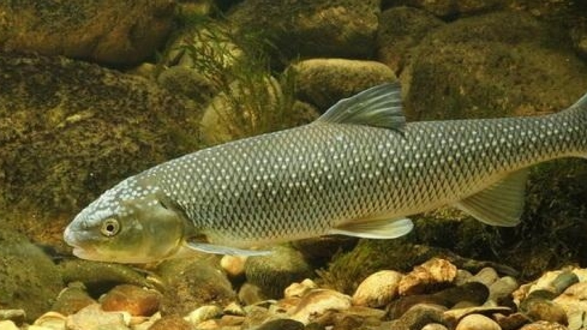 из открытых источников