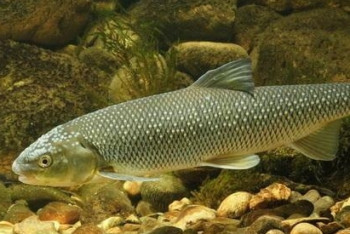 Редкий вид рыбы исключат из казахстанской Красной Книги 