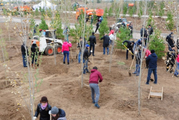 Фотография к новости: Свыше 11 тыс деревьев и кустарников посадят в Астане на субботнике