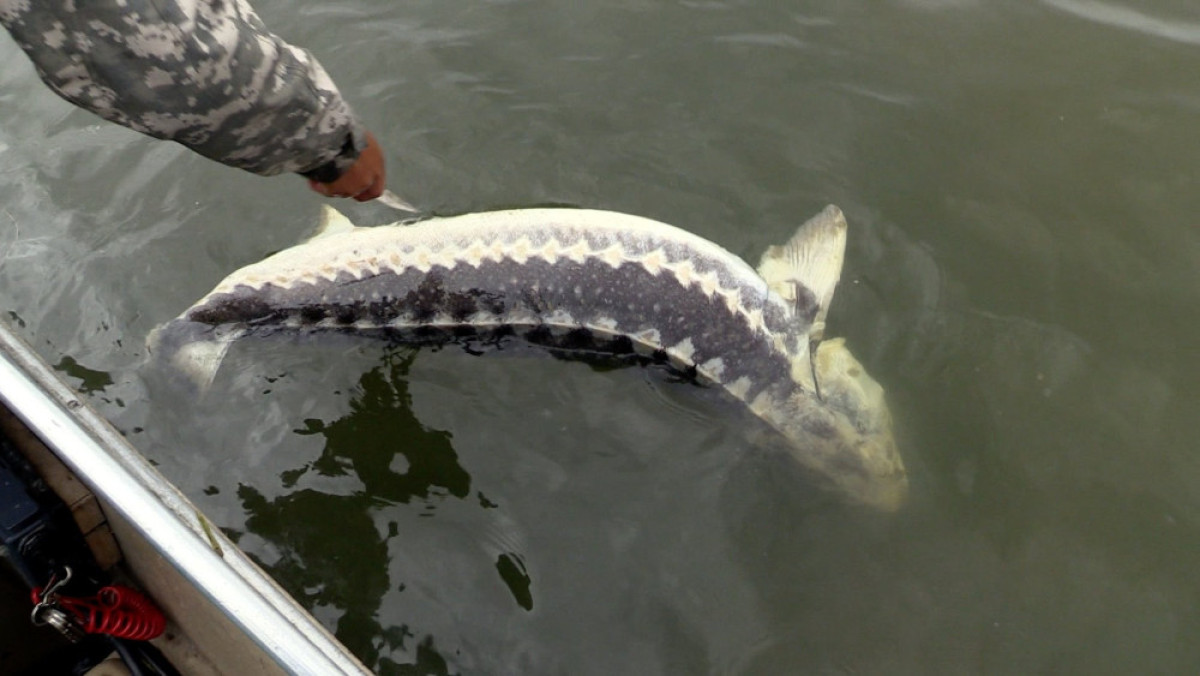 из открытых источников  