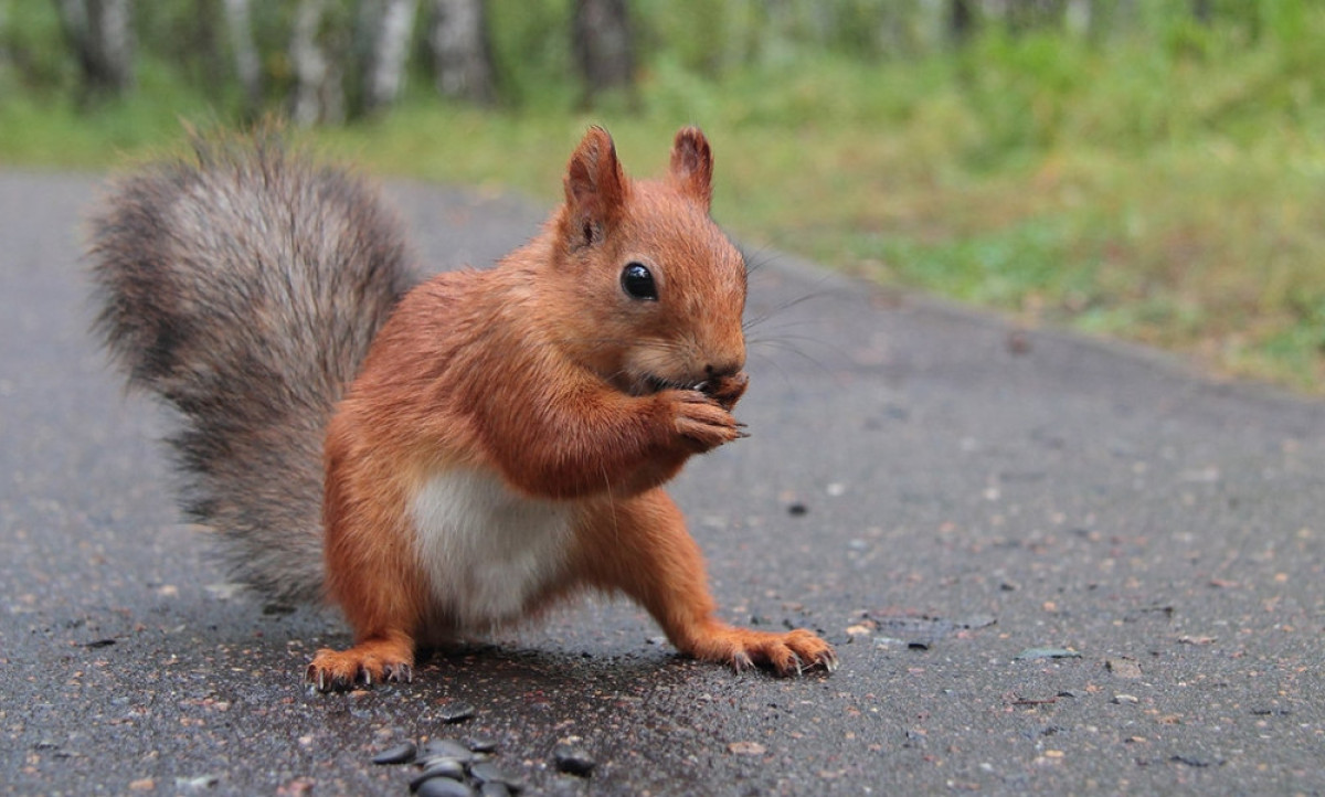 из открытых источников