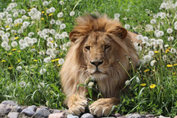 Фотография к новости: Животные по команде не будут танцевать – директор алматинского зоопарка 