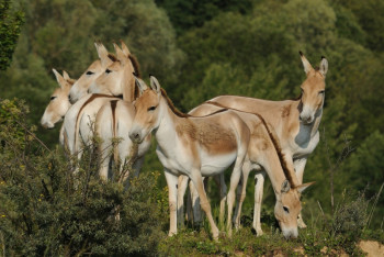Фотография к новости: Девять краснокнижных куланов выпустили в костанайские степи