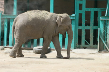 Фотография к новости: Полувольную среду обитания для животных создадут в зоопарке Алматы