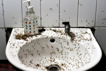 Фотография к новости: В шкафах, постели, на одежде: жительницу столичного ЖК атакуют насекомые