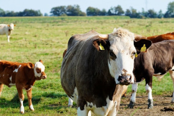 Фотография к новости: Число фермерских хозяйств в Казахстане хотят увеличить в пять раз за 10 лет