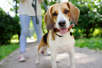 Домашних питомцев могут изъять у алматинцев после жалобы соседей