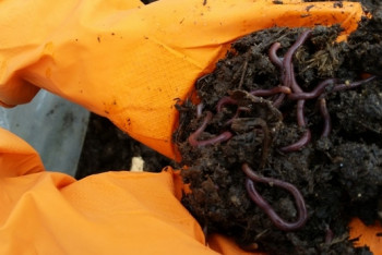 Фотография к новости: В павлодарской школе разводят калифорнийских червей