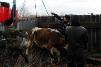 Фотография к новости: Корову вытащили из колодца cпасатели в Семее