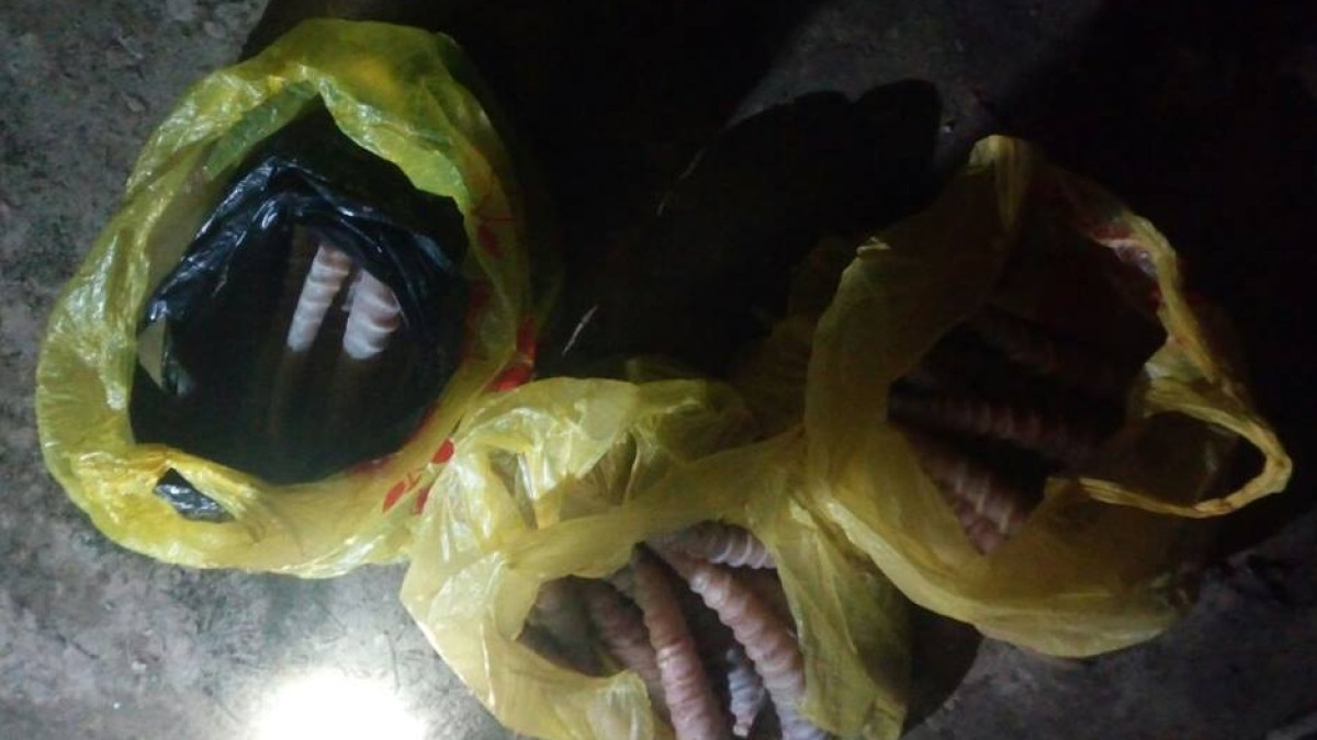 Три десятка рогов сайгаков изъяли у браконьеров в ЗКО 