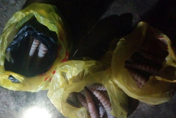 Фотография к новости: Три десятка рогов сайгаков изъяли у браконьеров в ЗКО 