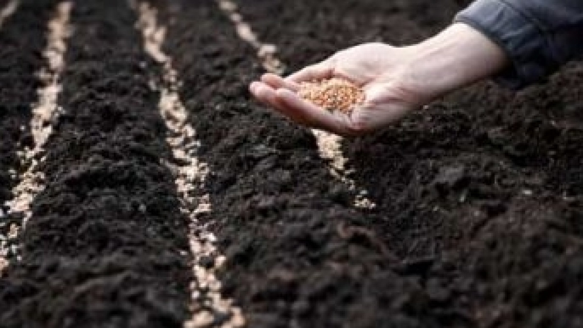 Иллюстративное фото 