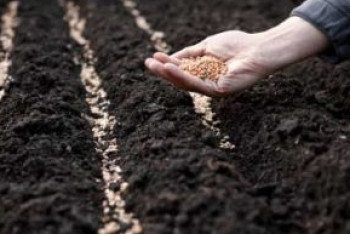 Фотография к новости: Качеством отечественных семян недовольны аграрии СКО