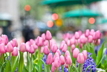 В Уральске высадят 33 тысячи квадратных метров цветов