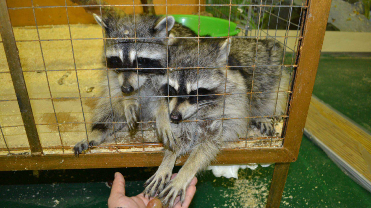 из открытых источников