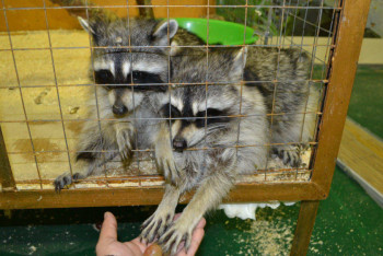 Фотография к новости: В зоопарк переоборудуют оранжерею в Петропавловске