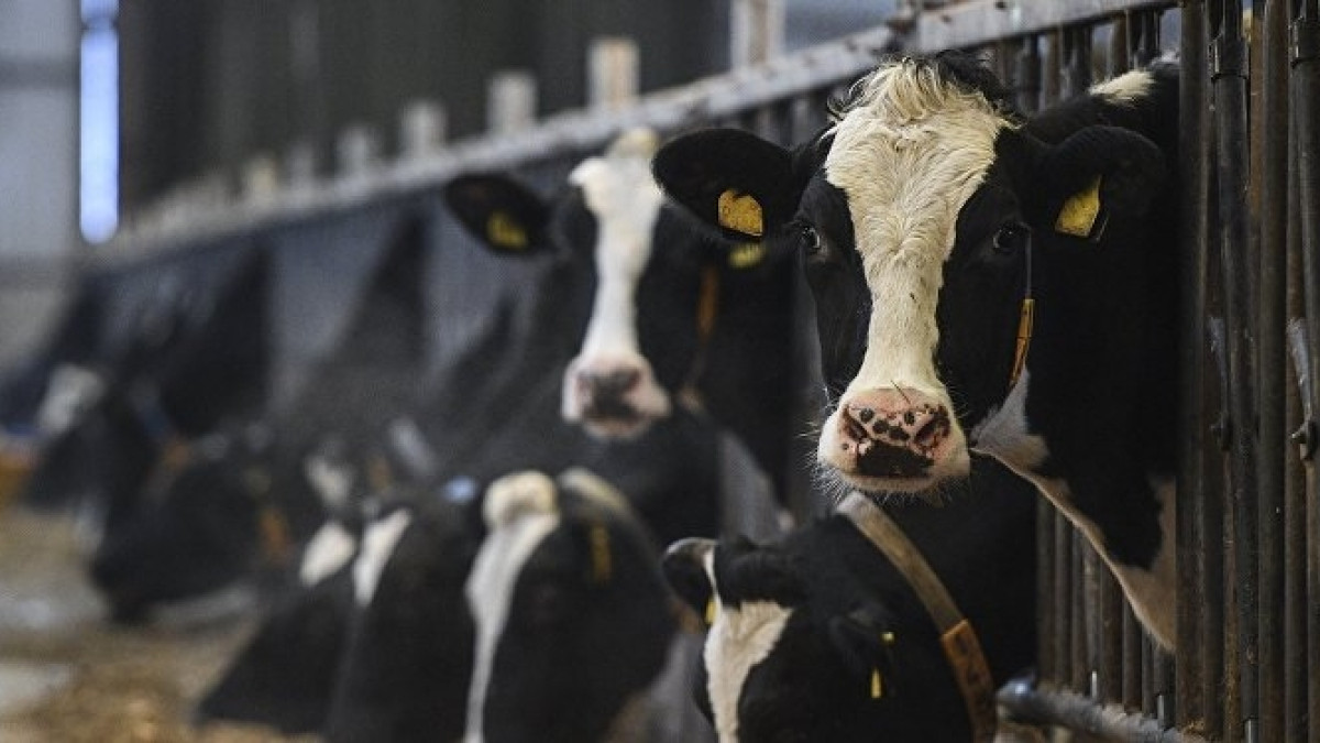 из открытых источников  