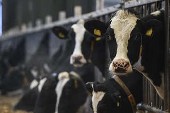 Фотография к новости: За незаконный перегон скота через границу с Кыргызстаном задержаны казахстанцы 