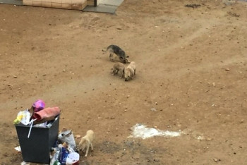 Фотография к новости: Девятилетнюю девочку покусали бродячие собаки в Актау