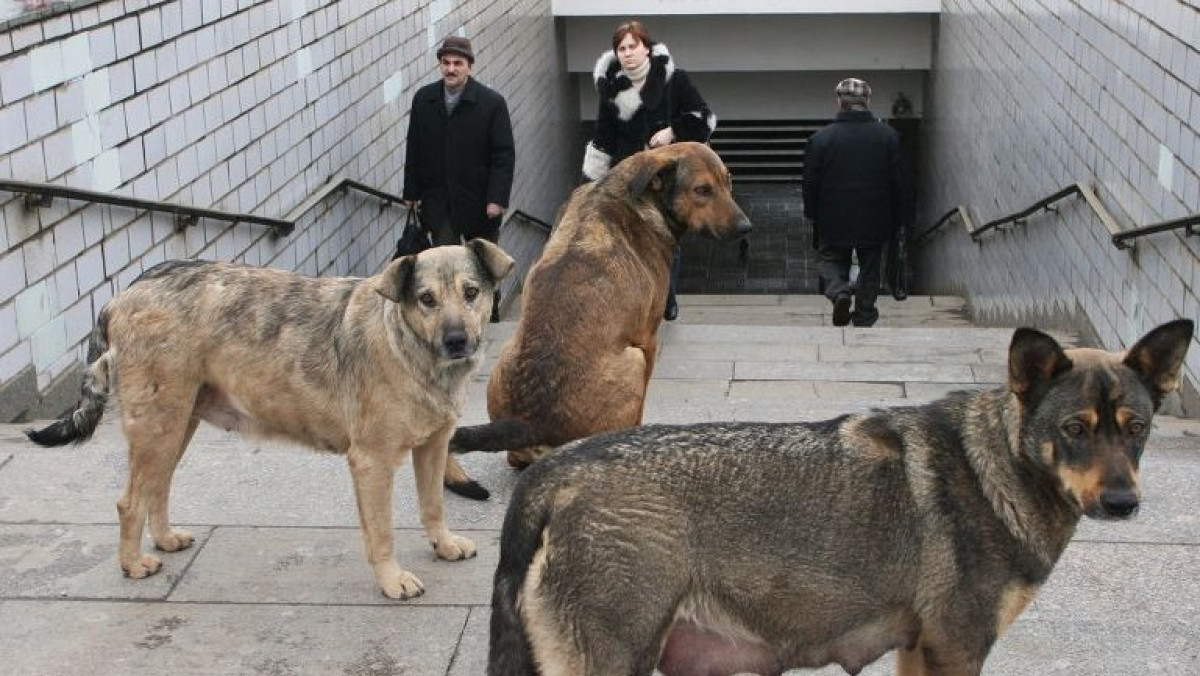 Из открытых источников