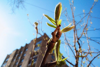 Фотография к новости: Тепло на востоке Казахстана и снег на западе ожидаются до конца недели
