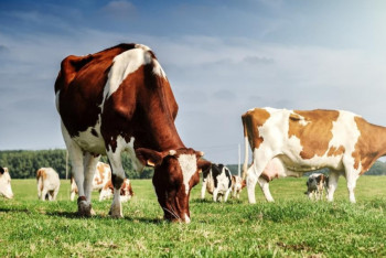 Обязательную вакцинацию животных проведут в Казахстане 