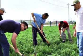 Фотография к новости: Шымкентские таксисты посадили около 70 саженцев в память о жертвах в Кемерово