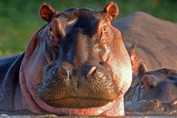 Фотография к новости: Невесту из Франции привезли алматинскому бегемоту 