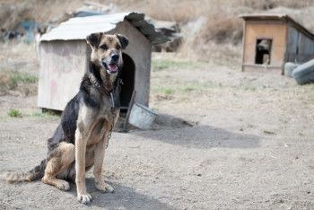 Фотография к новости: Приют для бездомных животных ограбили в Алматы 