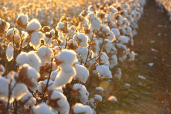 Фотография к новости: С темпами развития АПК в ЮКО ознакомился Сагинтаев 