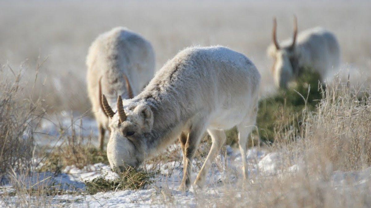 Из открытых источников