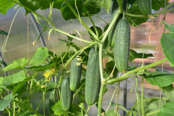 Фотография к новости: Пять оптово-распределительных центров сельхозпроизводителей создадут в Алматы