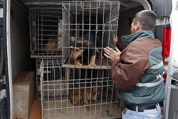 Фотография к новости: Отлов беспризорных животных будет записываться на видео в Алматы