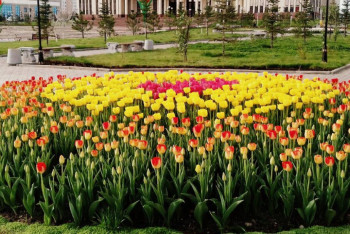 Фотография к новости: На цветение миллиона тюльпанов одновременно приглашают казахстанцев в Шымкент