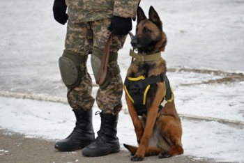 Фотография к новости: Повышение квалификации прошли собаки Нацгвардии 