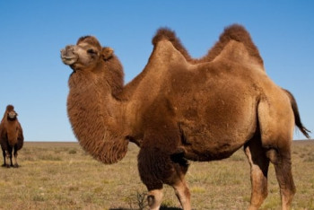 Фотография к новости: Энергетические напитки из верблюжьего молока начнут изготавливать в Мангистауской области    