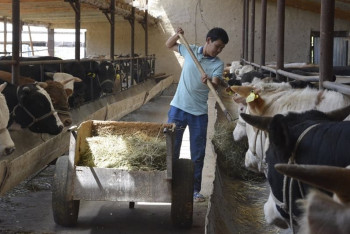 Фотография к новости: В ЮКО в текущем году объединят около 25 тысячи крестьянских хозяйств