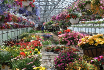 Фотография к новости: Тюльпаны и розы круглый год будут выращивать в Актюбинской области