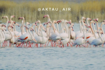 Фотография к новости: Редкие кадры розовых фламинго сняли с помощью дрона в пригороде Актау