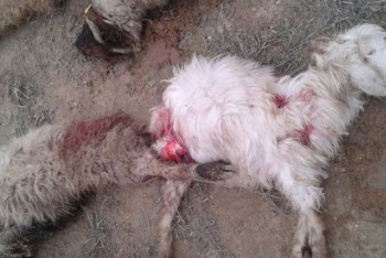 Фотография к новости: Отстрелено 115 собак в селе Мангистауской области после жалоб жителей на гибель скота