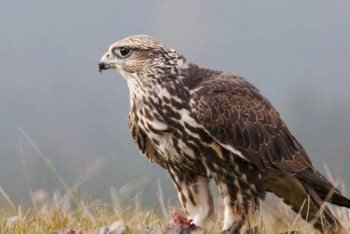 Фотография к новости: Два десятка редких птиц пытались незаконно вывезти из Казахстана в ОАЭ 