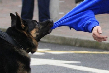 Фотография к новости: Медики рассказали подробности смертельного нападения собаки на мужчину в Костанае