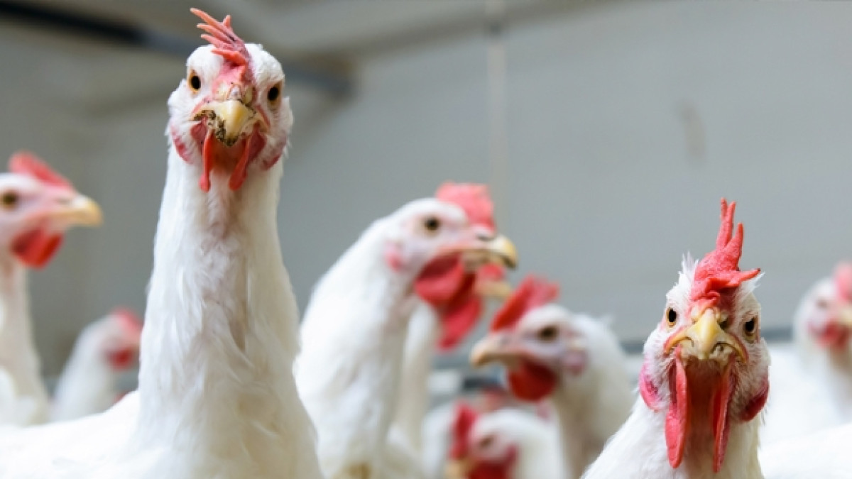 Из открытого источника 