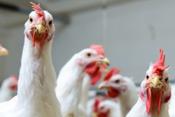 Фотография к новости: На "серый" импорт пожаловали Шукееву акмолинские птицеводы