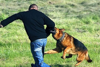 Фотография к новости: Костанаец скончался в реанимации после нападения собаки 
